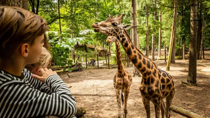 Zomeractie DierenPark Amersfoort Regulier