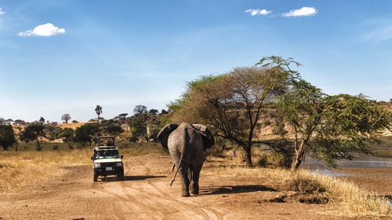 afrika_algemeen_game-drive_safari_olifant_jeep_shutterstock