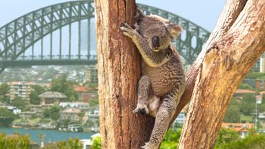 australie_nieuw-zuid-wales_sydney_sydney-harbour-bridge_koala_boom_b