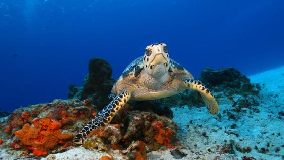 mexico_onderwaterwereld_snorkelen_schildpad_b.jpg
