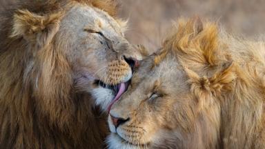 Tanzania, Ngorongoro natuurreservaat, leeuwen - GettyImages-619741152