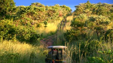 zuid-afrika_limpopo_kruger-national-park_gamedrive_w