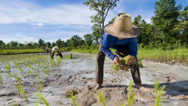 thailand_rijstboeren_shutterstock