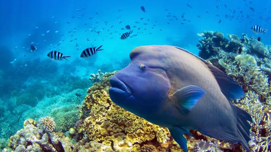 australie_queensland_great-barrier-reef_napoleonvis_koraal_tropische-vissen_b