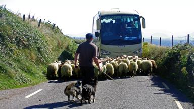 sfeer_ierland_dingle_schapen_touringcar_tourism-ireland