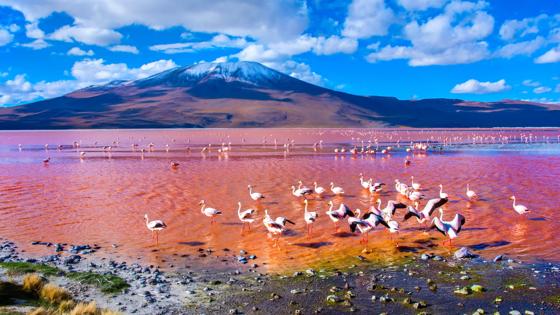 bolivia_salar-de-uyuni_zoutvlakte_meer_flamingo's_berg_sneeuw_b