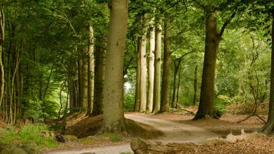 nederland_overijssel_sallandse-heuvelrug_bos_wandelpad_bomen_GettyImages-1264283632