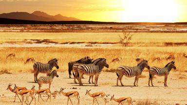 namibie_etosha_zebra_7_b.jpg