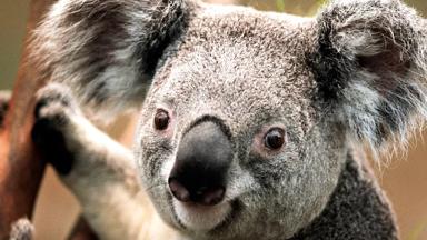 australie_algemeen_koala-beer_close-up_f_brochure2020