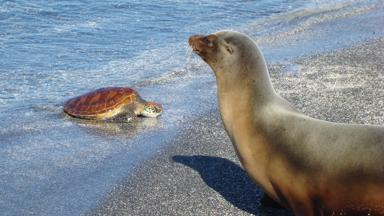 ecuador_galapagos_dieren_zeeschildpad_zeeleeuw_f