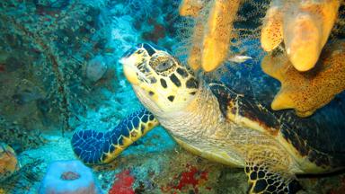 barbados_algemeen_onderwater_dier_schildpad_loggerhead_onechte-karetschildpad_b