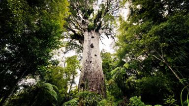 nieuw-zeeland_waipoua_kauri bomen_b