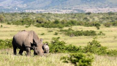 zuid-afrika_limpopo_kruger-national-park_neushoorn1_B