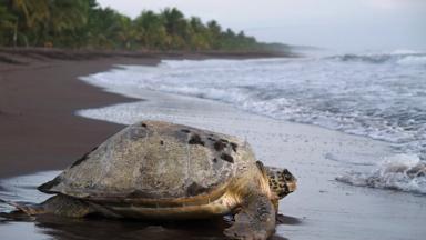 costa rica_limon_tortuguero_schildpad_strand_b