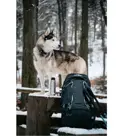 Husky rugzak Rony New