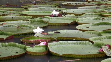 indonesie_java_bogor_botanische-tuin_3_d.jpg