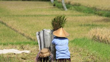 indonesie_bali_ubud_rijstboer_6_b.jpg