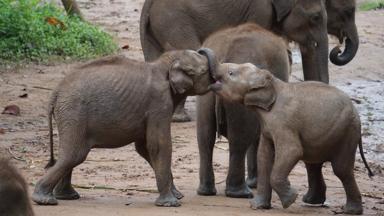 sri lanka_uda walawe_national park_elephant transit home_olifant_spelen_f