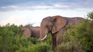 zuid-afrika_oost-kaap_addo-elephant-park_olifant_b