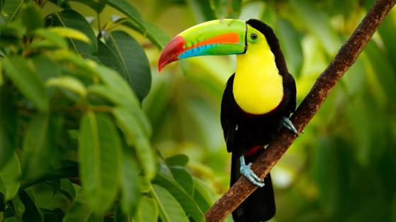 costa-rica_boca-tapada_toekan-bladeren_shutterstock