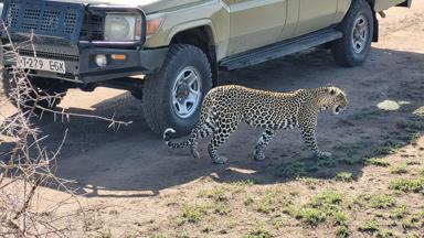 Fox Reizen_Tanzania_safari_luipaard