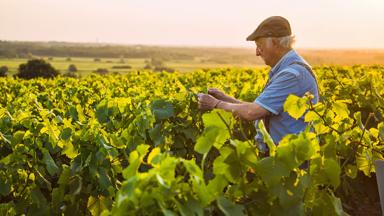 frankrijk_wijngaard_man-aan-het-werk_shutterstock