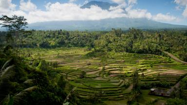 indonesie_bali_landschap_vulkaan_rijstveld_d.jpg