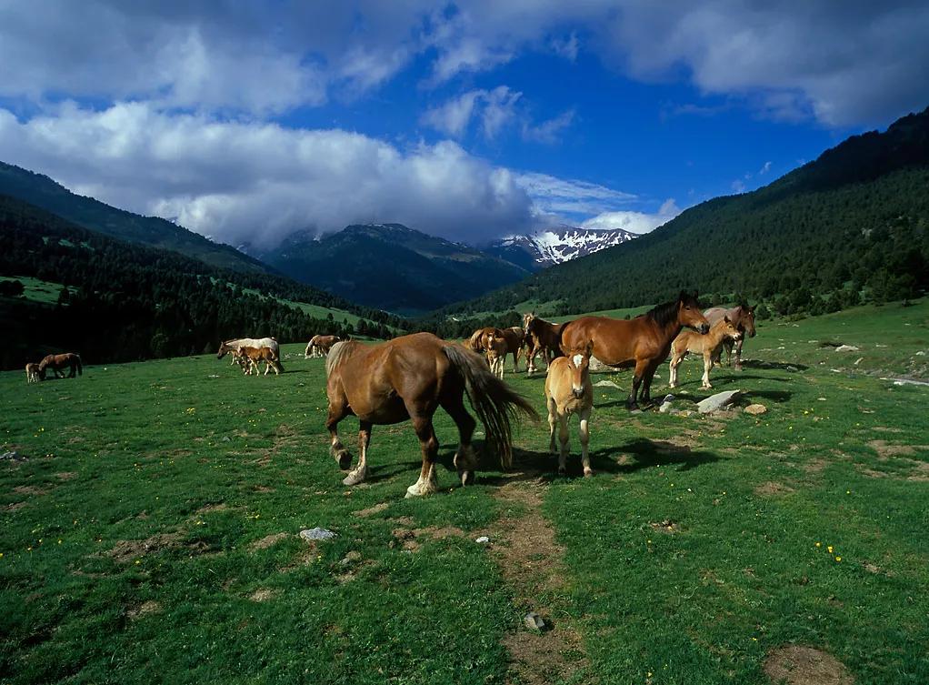Cavalls al pla de Beret,.Naut Aran, Val d'Aran, Lleida