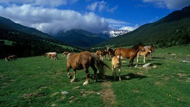 Cavalls al pla de Beret,.Naut Aran, Val d'Aran, Lleida