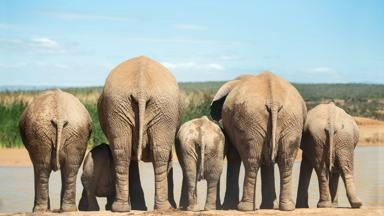 Zuid-Afrika. olifanten, drinkplaats - GettyImages-1469990173