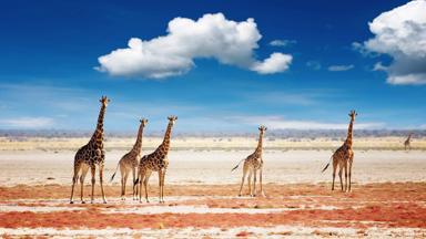 namibie_etosha-national-park_zoutvlakte_giraf_b.jpg