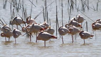 spanje_andalusie_donana-park_vogel_dier_flamingo