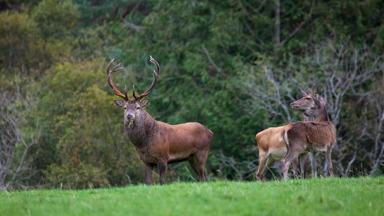 sfeer_ierland_kerry_killarney-national-park_red-deer_herten_tourism-ireland