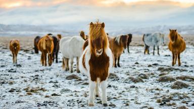 Fox_ijsland_paard_boerderij_winter_unsplash