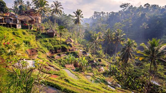 indonesie_bali_ubud_rijstvelden_sawa_landschap_huis_b.jpg