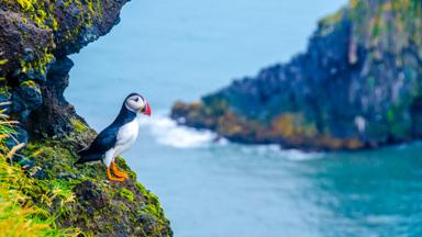 ijsland_reykjavik_bergen-zee_papegaaiduiker_shutterstock