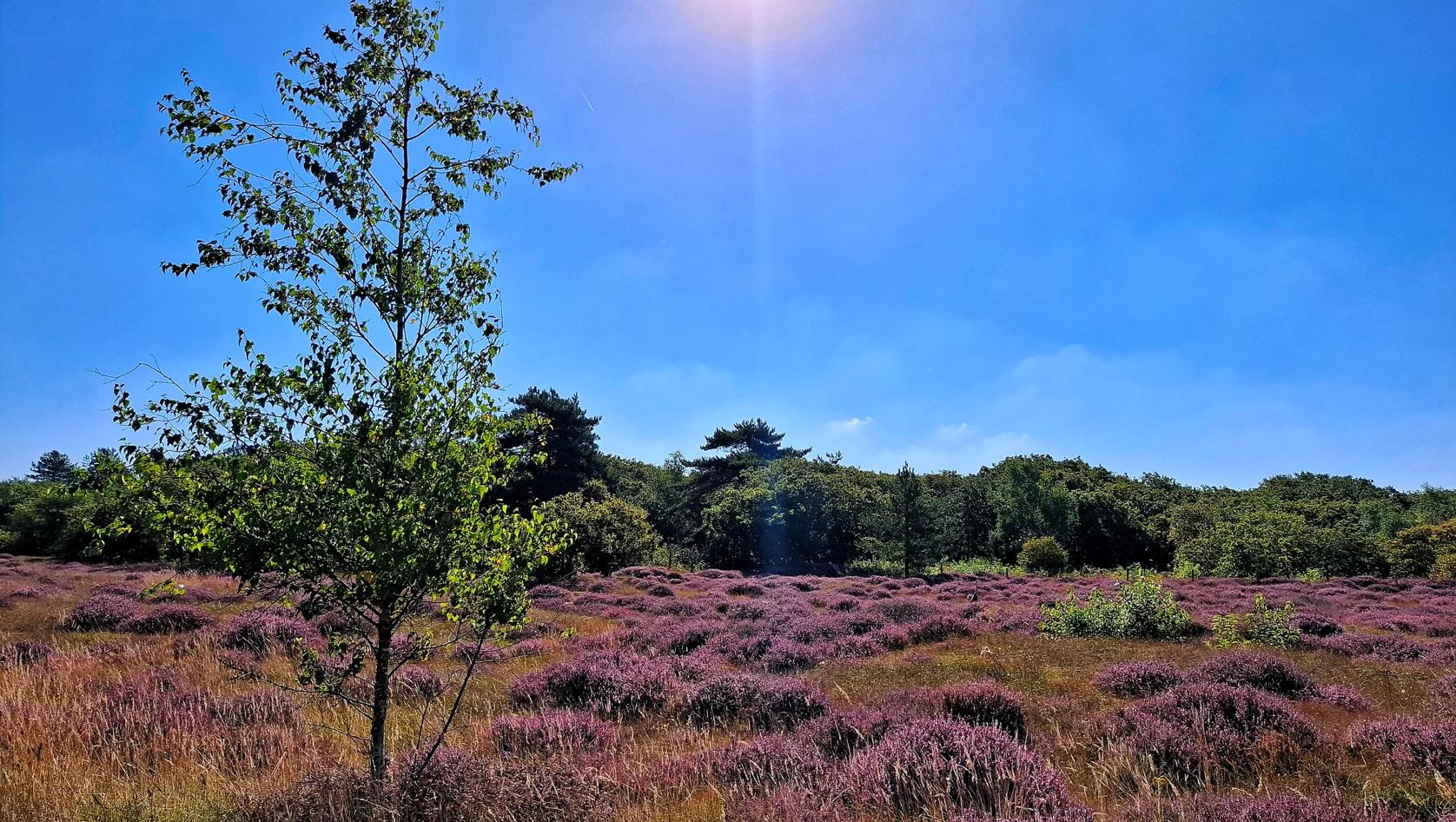 Wandelroutecontroleur: Haagse Heide