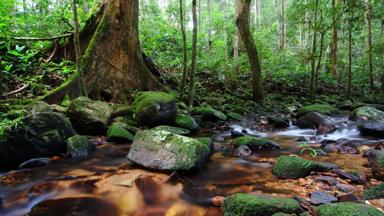 maleisie_west-maleisie_taman-negara_regenwoud_jungle_tahan-rivier_beekje_2_b.jpg