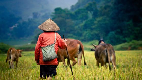 vietnam_algemeen_buffels_local_boer_platteland_b