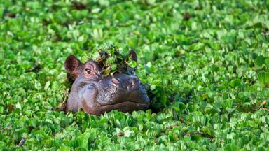 Kenia-Serengeti-Masai-Mara-Nijlpaard-GettyImages