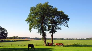 Paarden in de wei bij twee eikenbomen in de omgeving van Vasse (Tubbergen), een mooi gebied in Twente.