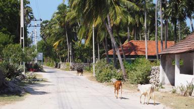 sri lanka_delft island_straatbeeld_koe_op_weg_f