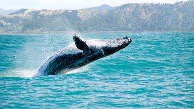 nieuw-zeeland_kaikoura_walvis_b