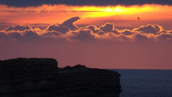 Alleen voor online gebruik