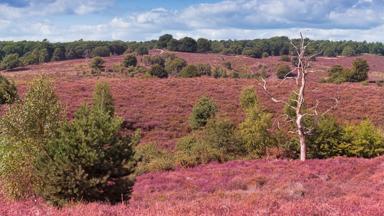 nederland_gelderland_veluwezoom_posbank_heide_GettyImages-1287214692