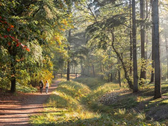 Utrechtse Heuvelrug bos