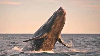 argentinie_chubut_puerto-madryn_peninsula-valdes_walvis_a