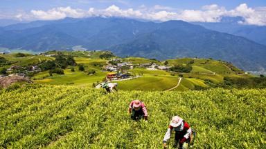 taiwan_theeplantage_b