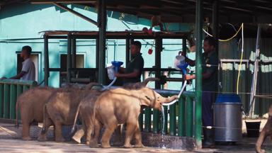 sri lanka_uda walawe national park_elephant transit home_olifant_1_f