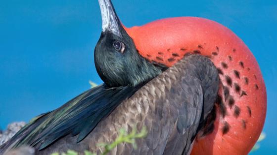 ecuador_galapagos_dieren_fregatvogel_b